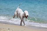 BEDLINGTON TERRIER 075